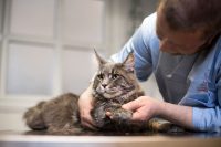 Behandling av katt hos veterinær