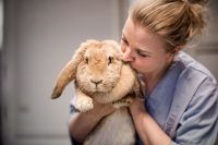 Behandling av kanin